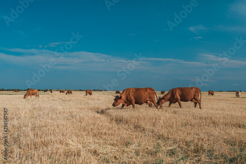Cows on a yellow field and blue sky. © Ruslan Ivantsov