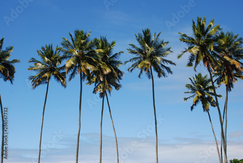 Fototapeta Naklejka Na Ścianę i Meble -  Pedras Port / Alagoas / Brazil. June 29, 2009. View of coconut palms on Patacho beach, northeastern Brazil.
