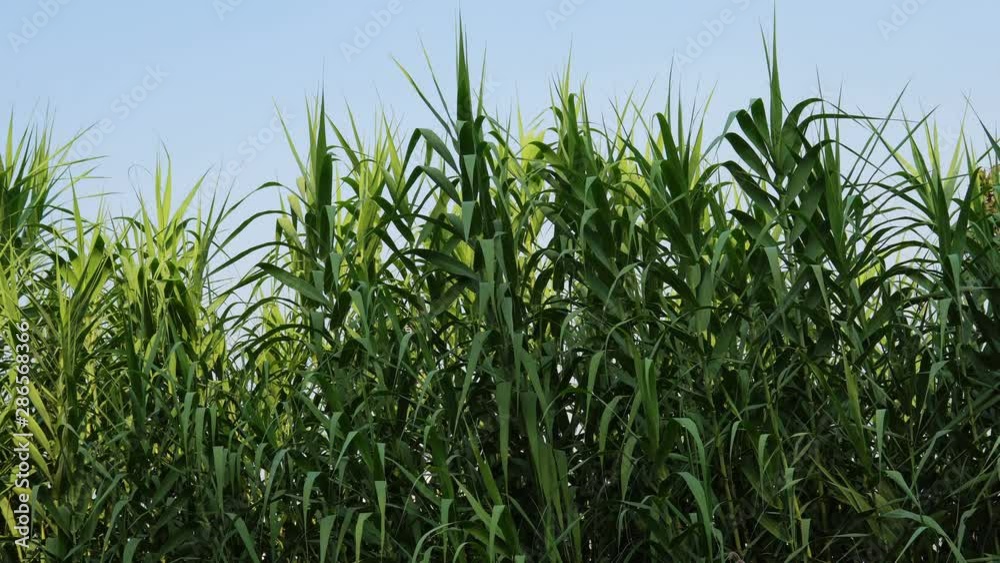 Plantation of sugar cane on a cube Plantation of sugar cane on a cube
