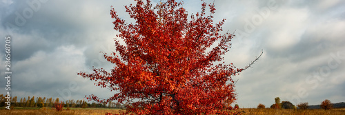 Wild Pear Tree Covered With Red Foliage Against The Background Of Sky And Clouds In The Field. © APHOTOSTUDIO