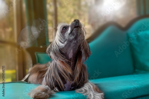 Chinese crested dog lies and sings on purist blue couch. Toned photo.