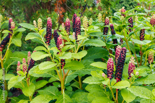 Pokeweed (Phytolacca acinosa) with purple berries and green foliage in a garden photo