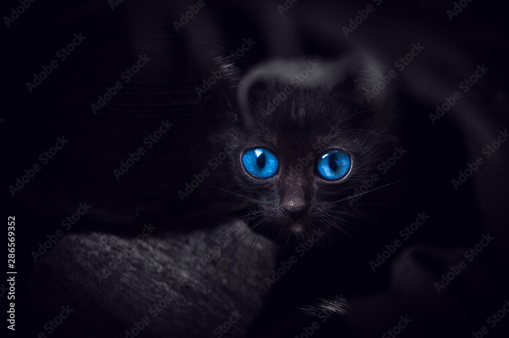 Black cat with beautiful blue eyes,Animal portrait Black kitten