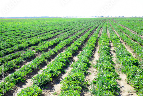 Irrigation system on the field of flowering peanuts. 