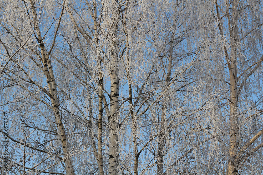 Winter Tree Frost on the Branch. Hoar-frost on trees in winter stock photo. Merry Christmas. Gift card 