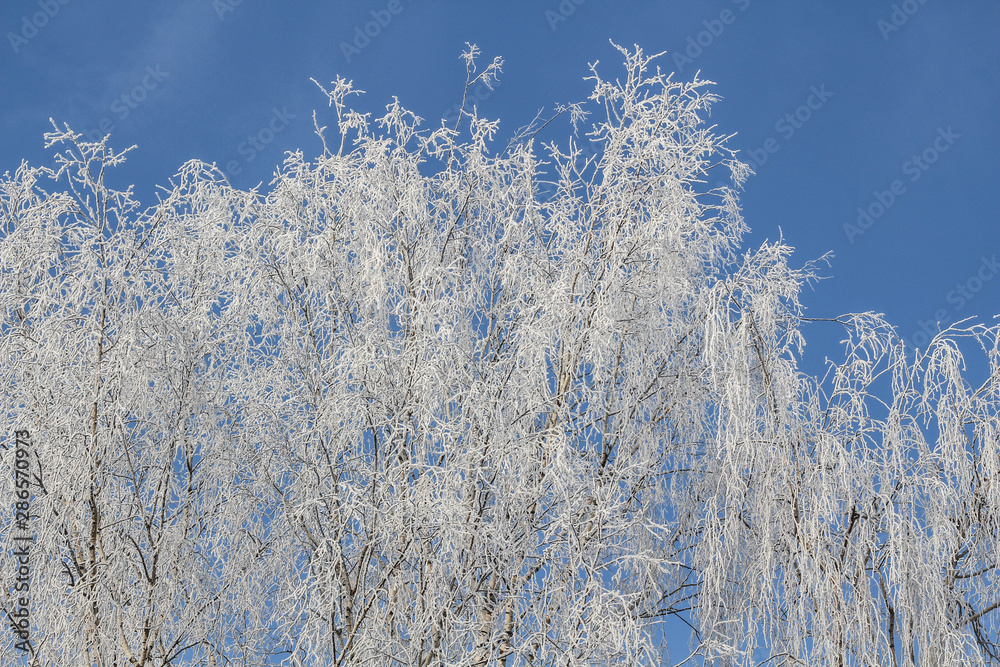 Winter Tree Frost on the Branch. Hoar-frost on trees in winter stock photo. Merry Christmas. Gift card 