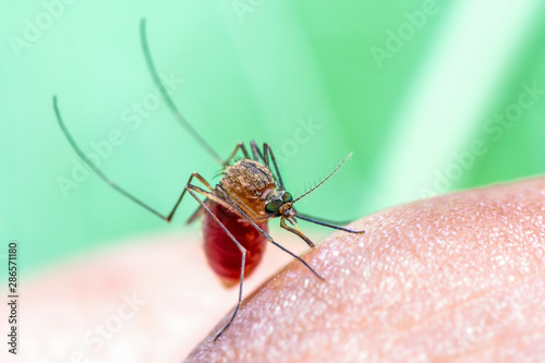 Close up of Mosquito sucking human blood, Thailand.