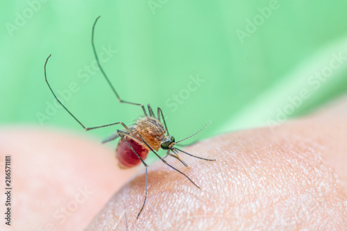 Close up of Mosquito  sucking human blood, Thailand. © Narupon