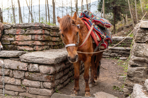 transport donkey in Nepal himalayas annapurna base camp trekking route photo