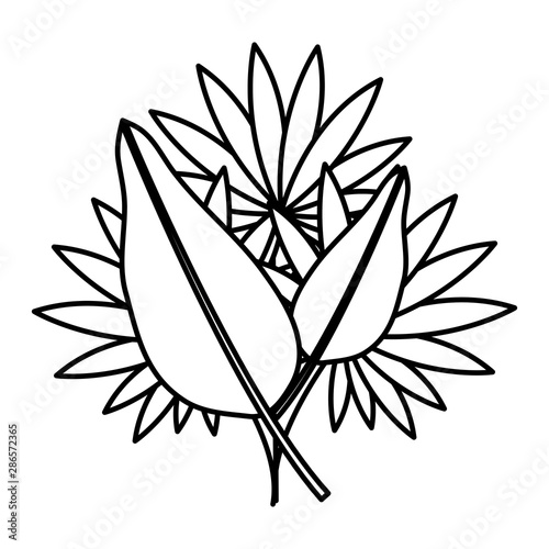 exotic and tropical leafs plant decoration