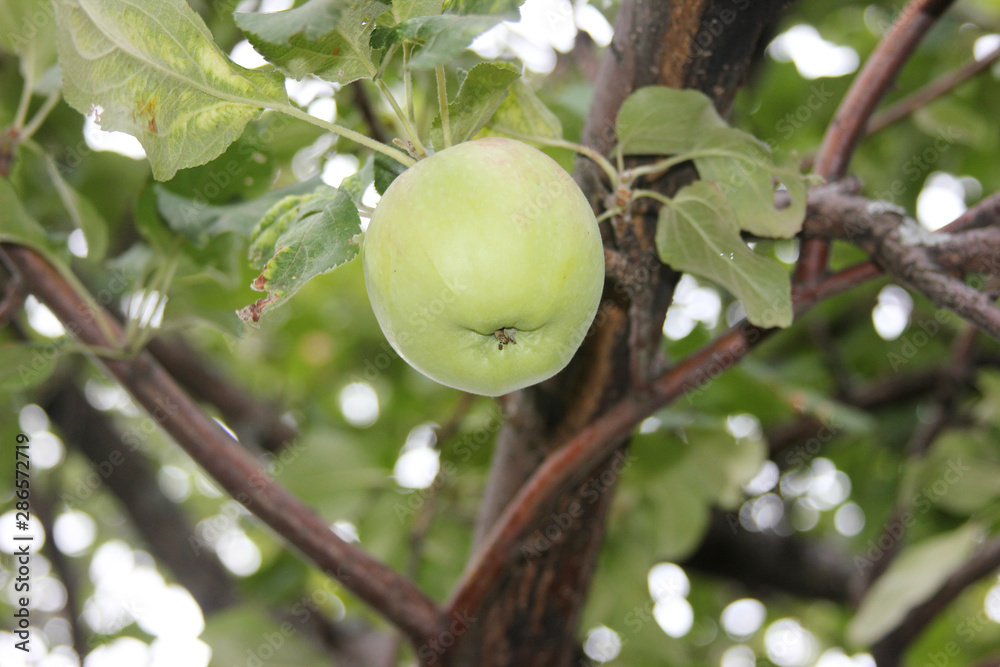The beautiful clean green apple is ripening on the branch of the apple tree. Closeup