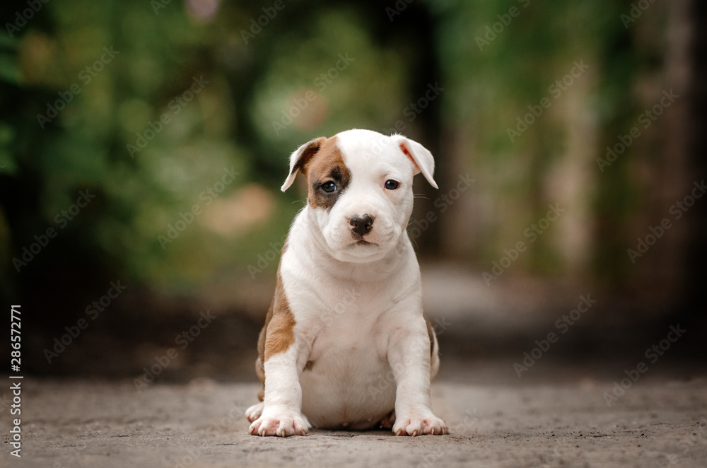 american staffordshire terrier cute portrait puppies magic light walk with puppy
