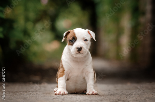 american staffordshire terrier cute portrait puppies magic light walk with puppy