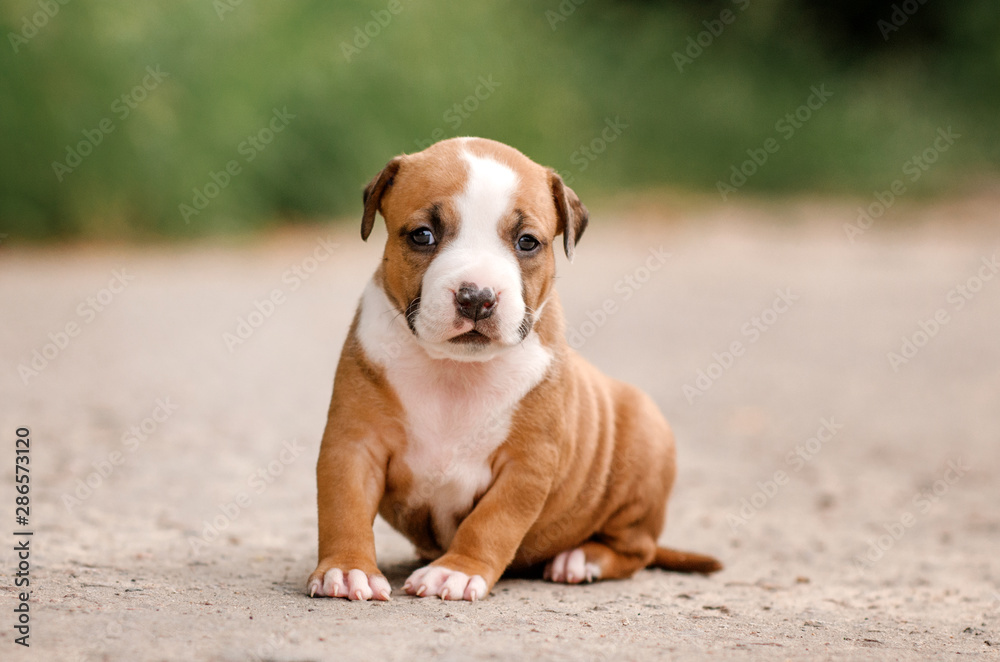 american staffordshire terrier cute portrait puppies magic light walk with puppy
