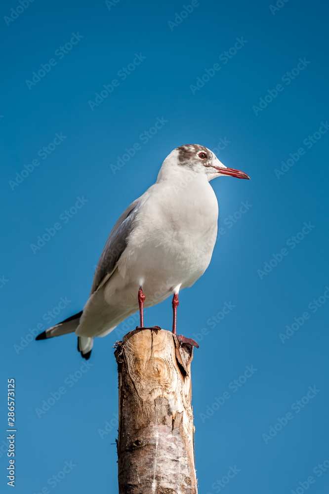 Seagull with red beak and red legs perched atop a wooden pole Seagull with red beak and red legs perched atop a wooden pole
