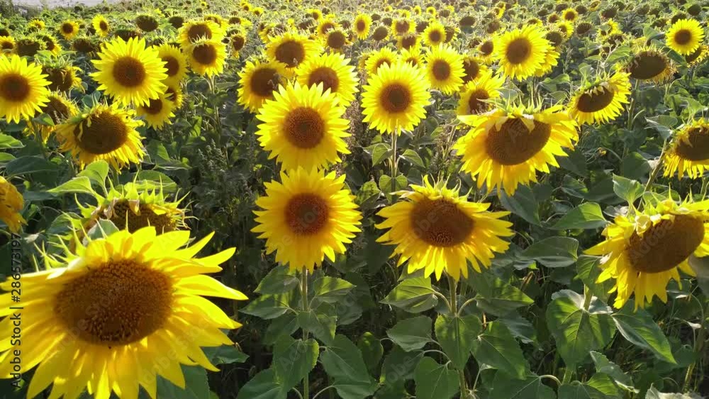 Field of Flowers sunflower swaying in the wind. Close-up. Beautiful fields with sunflowers in the summer.