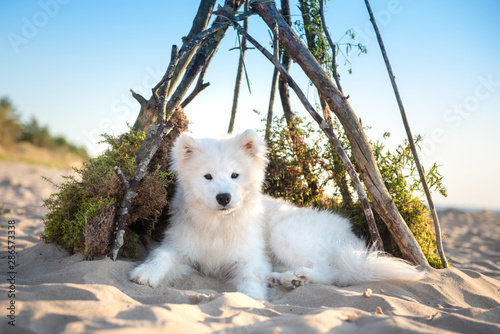 Fototapeta Naklejka Na Ścianę i Meble -  White dog Samoyed is sitting in a doghouse on shore of Sea