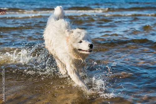 White dog Samoyed swims in the water on the Baltic Sea © zanna_