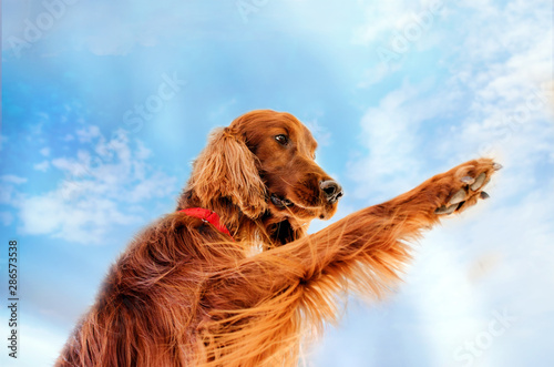 Konstfotografi beautiful dog Irish Setter breed portrait red color for a walk in the city stone