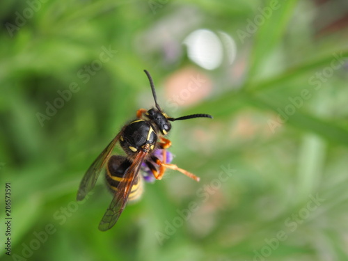 Wespe in Flieder © Tatjana