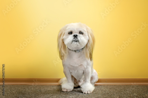 lovely dog ​​shitzu breed portrait funny haircut funny dog