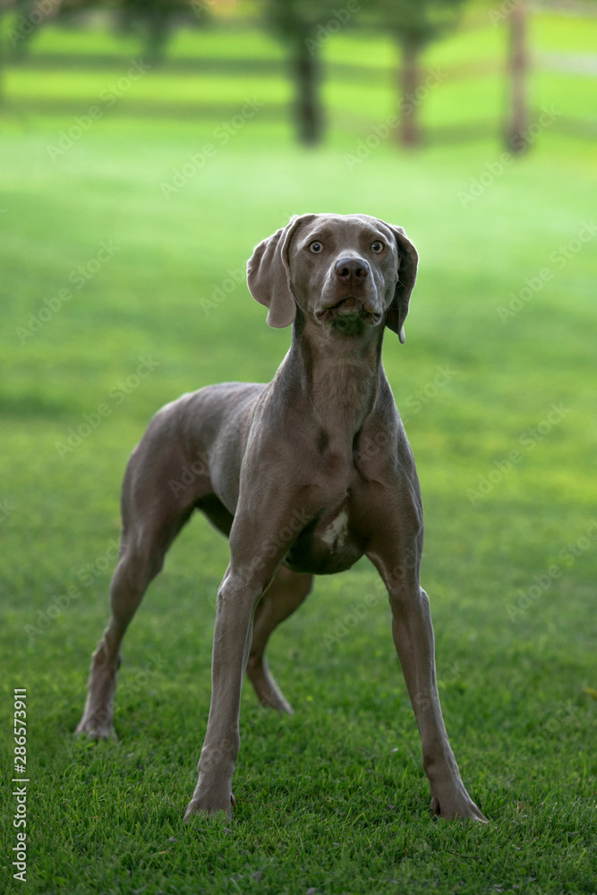 Weimaraner breed dog standing in a green park in a summer.