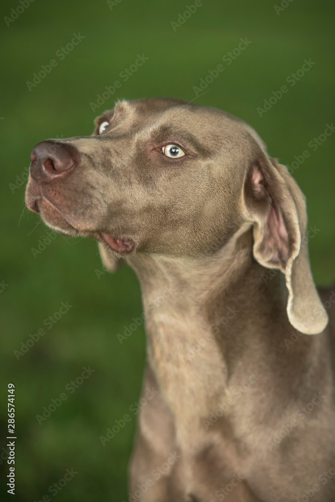 Portrait of Weimaraner breed hunting dog against green blurry background. Close. Portrait of Weimaraner breed hunting dog against green blurry background. Close.