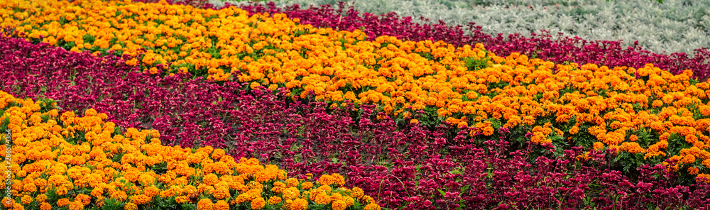 flowers in a flower bed shot on a cloudy August day