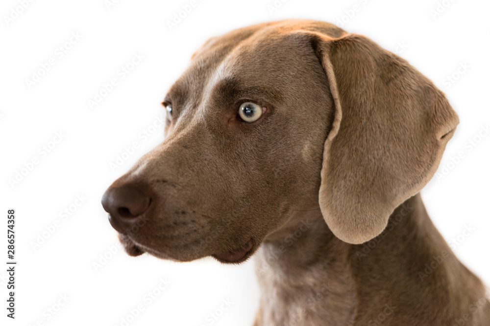 Portrait of Weimaraner breed hunting dog isolated on white background. Close.
