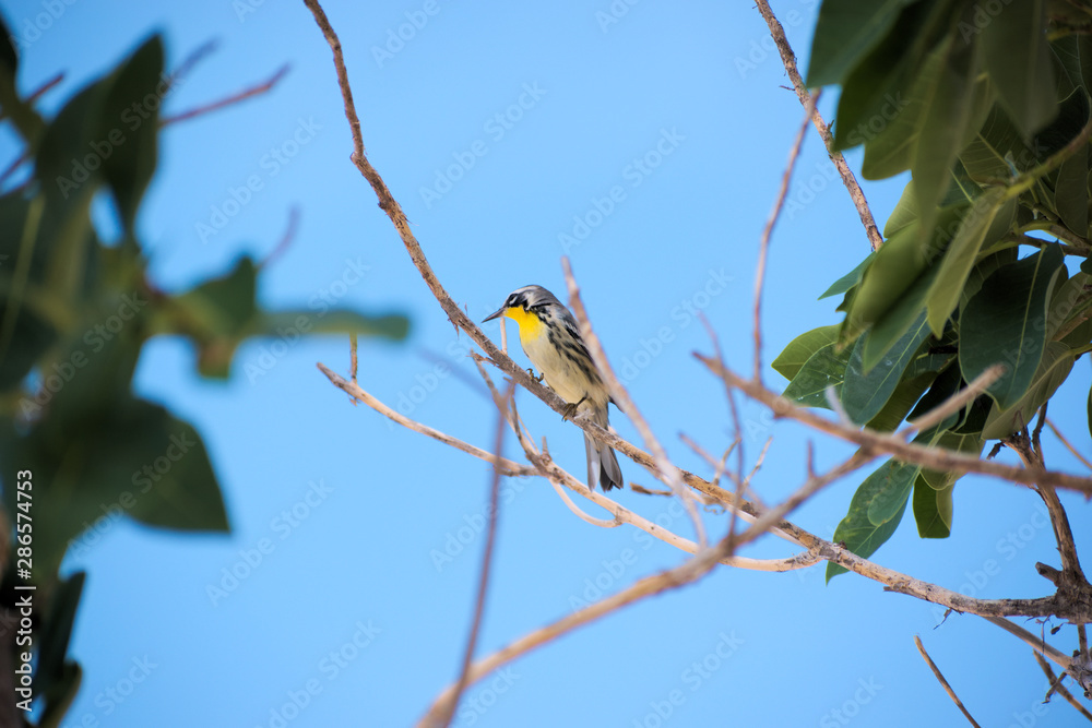 Obraz premium Little bird on a tree