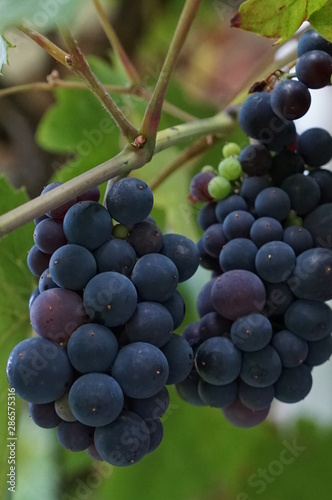 grapes outside