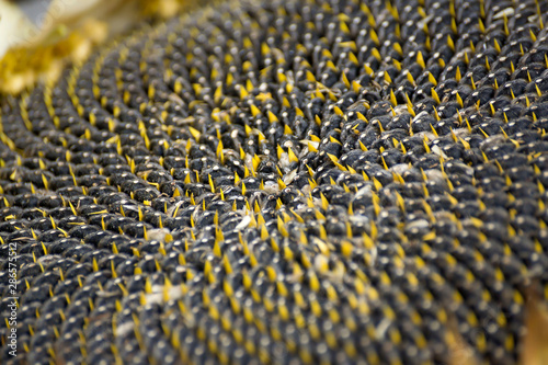 Obraz na plátne Dry sunflower seeds, on a macro for background