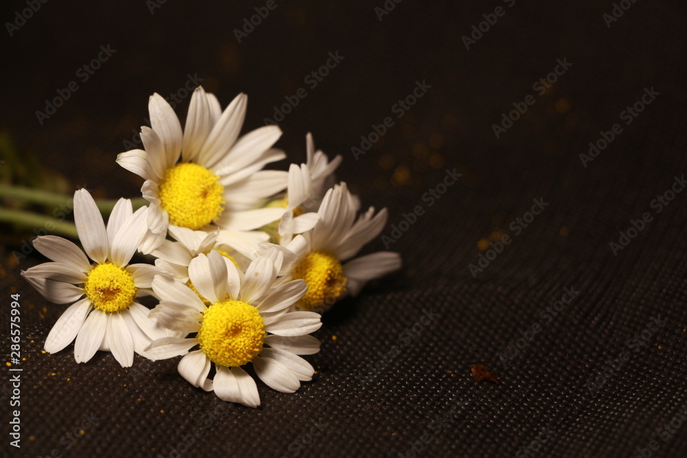 Fototapeta premium daisies on a black background