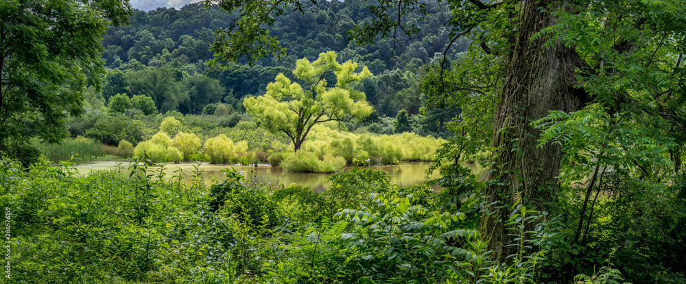 Black willow (Salix nigra)--light green in photo--growing in wetland in Augusta Springs Natural Area in Augusta, Virginia. Black willow (Salix nigra)--light green in photo--growing in wetland in Augusta Springs Natural Area in Augusta, Virginia.