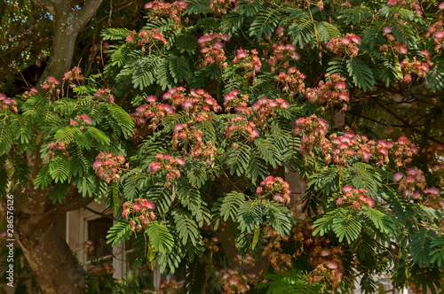 Albizia julibrissin Durazz  or Persian, mimosa tree with beautiful flowers in Sredna gora mountain, Bulgaria  
