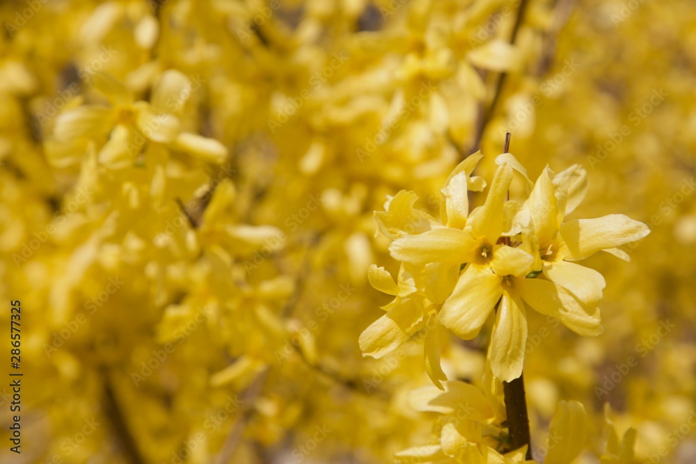 yellow background flower yellow background flower