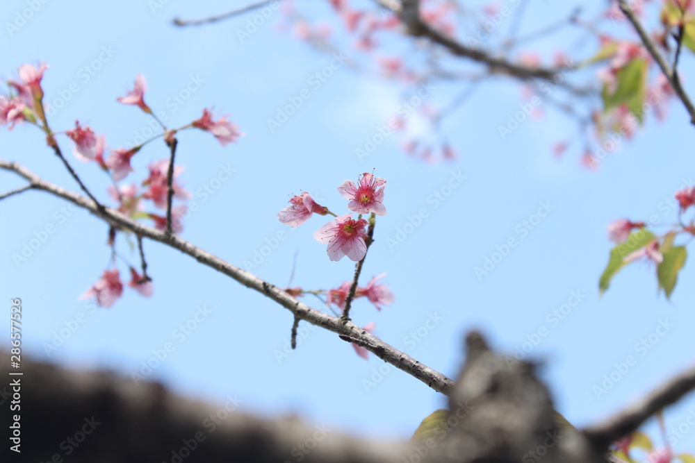 cherry blossom trees
