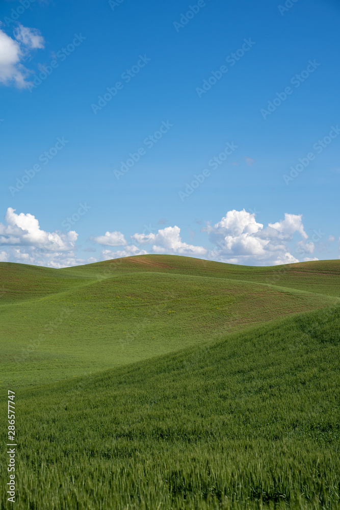 The rolling green hills of the Palouse farmland region of Eastern Washington State The rolling green hills of the Palouse farmland region of Eastern Washington State
