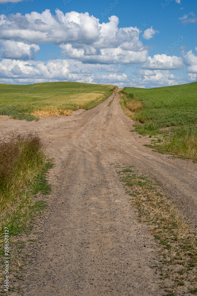 Unpaved dirt farm road through the Palouse region of Eastern Washington State on a sunny summer day