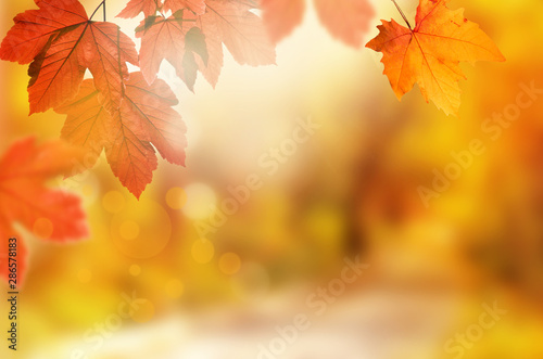Falling yellow leaves and grass bokeh background with sun beams.