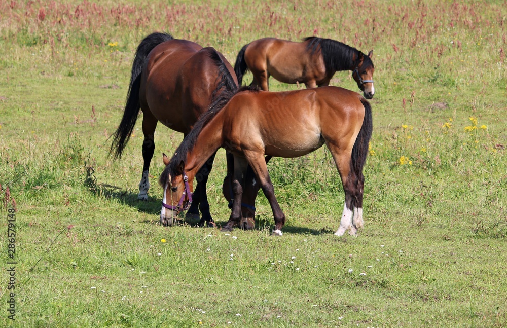 Thoroughbred horses graze in a green meadow on the outskirts of the village Thoroughbred horses graze in a green meadow on the outskirts of the village