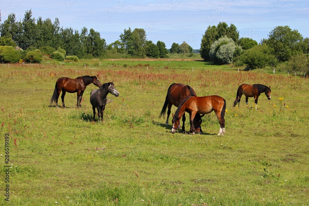 Thoroughbred horses graze in a green meadow on the outskirts of the village Thoroughbred horses graze in a green meadow on the outskirts of the village