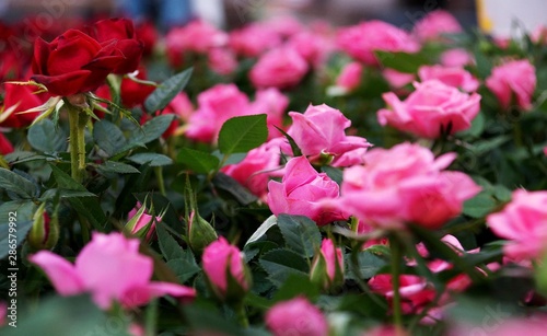 small pink and red roses 