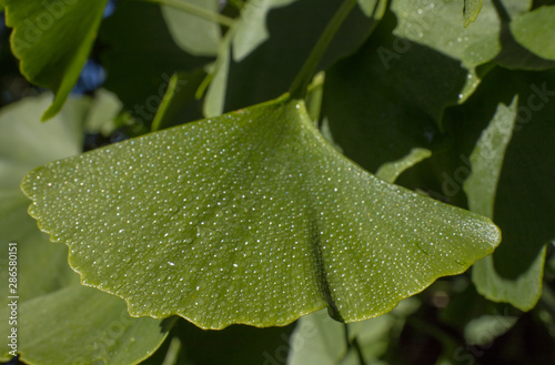 Ginkoblatt mit Wassertropfen