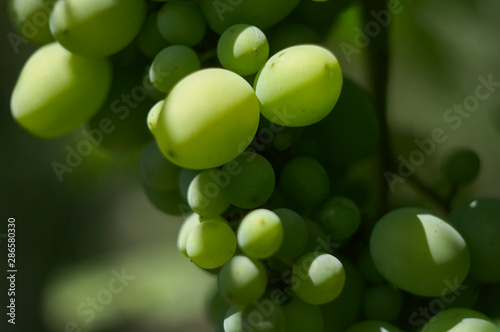Bunch of white grapes in the sun on the green background
