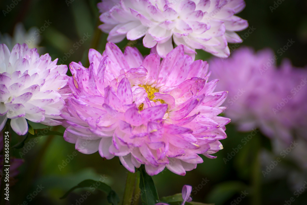 Zinnia flowers, asters and others and butterflies on them. Nature background color. Zinnia flowers, asters and others and butterflies on them. Nature background color.