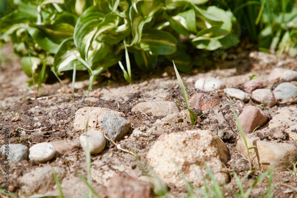 Obraz premium green plant and stones in the garden