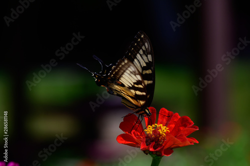 Swallowtail on Zinnia