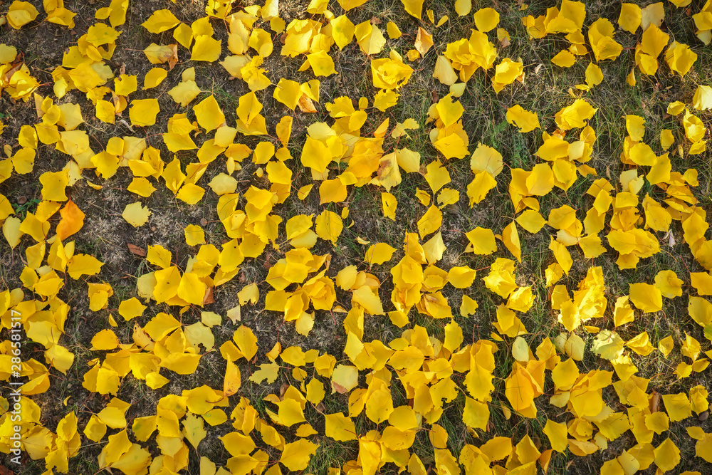 Background from yellow leaves. Autumn photo taken in the forest Background from yellow leaves. Autumn photo taken in the forest