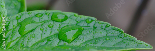 Regenwasser auf dem Blatt